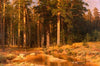 Mast-Tree grove
