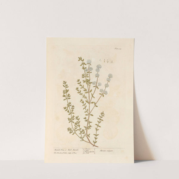 Mastich time or herb mastich by Elizabeth Blackwell