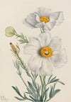 Arnica alpina (1905)