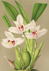 Maxillaria grandiflora