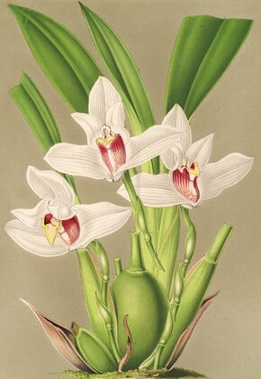 Maxillaria grandiflora