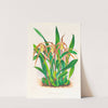 Maxillaria longisepala by Jean Jules Linden