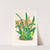 Maxillaria longisepala by Jean Jules Linden