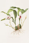 Maxillaria Skinneri