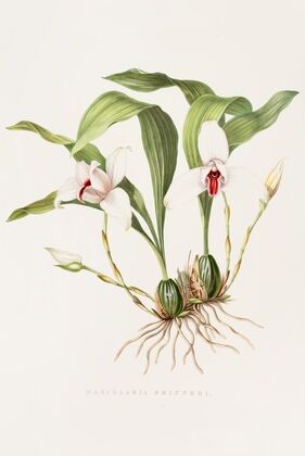 Maxillaria Skinneri
