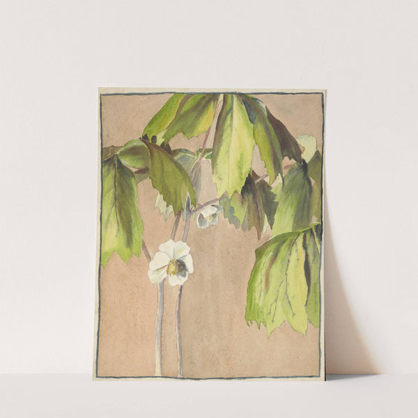 May Apple by Hannah Borger Overbeck