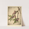 May Cherries by Bertha Jaques