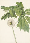 Southern Coast Violet. Viola septemloba