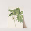 Mayapple. Podophyllum peltatum (1925) by Mary Vaux Walcott