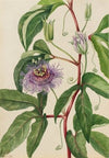 Goldenclub (Orontium aquaticum) (1918)