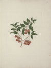 Maytenus arguta (Loes.) N. Robson