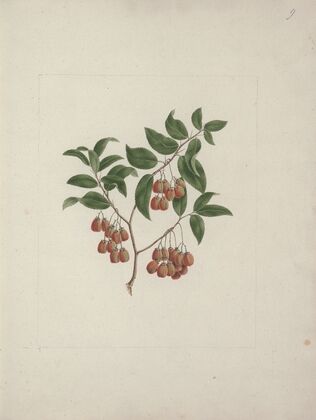 Maytenus arguta (Loes.) N. Robson
