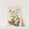 Meadow Beauty (Rhexia virginica), Rattlesnake Roat (Nabalus albus), Pitcherplant (Sarracenia purpurea) (1880) by Mary Vaux Walcott