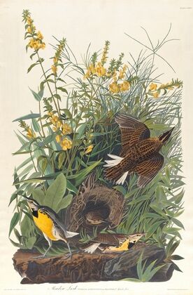Meadow lark