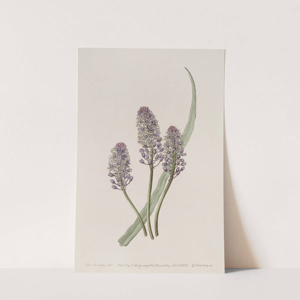 Meadow Squill by Sydenham Edwards