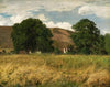 Meadow with two big trees