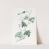 Mealy-stemmed convolvulus by Sydenham Edwards