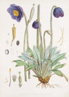 Meconopsis Simplicifolia, H. f. et T. (1855)