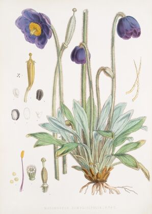 Meconopsis Simplicifolia, H. f. et T. (1855)