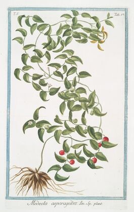 Medeola asparagoides