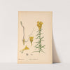 Medicinal Plants Pl.004 by Charles Frederick Millspaugh