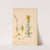 Medicinal Plants Pl.004 by Charles Frederick Millspaugh