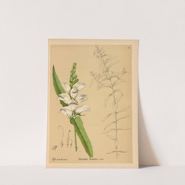 Medicinal Plants Pl.006 by Charles Frederick Millspaugh