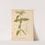 Medicinal Plants Pl.010 by Charles Frederick Millspaugh