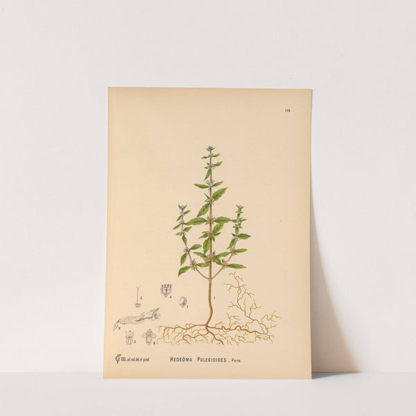 Medicinal Plants Pl.011 by Charles Frederick Millspaugh