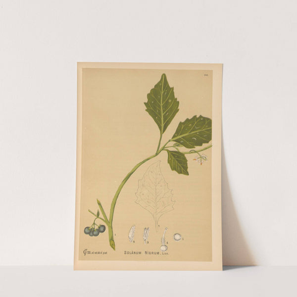 Medicinal Plants Pl.019 by Charles Frederick Millspaugh