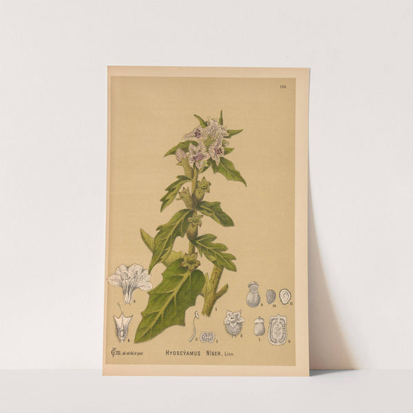 Medicinal Plants Pl.020 by Charles Frederick Millspaugh