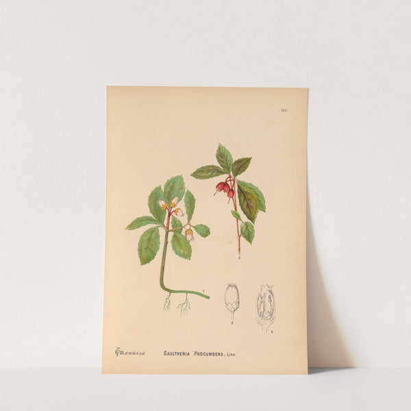 Medicinal Plants Pl.023 by Charles Frederick Millspaugh