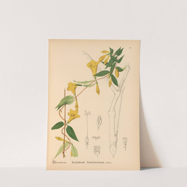 Medicinal Plants Pl.025 by Charles Frederick Millspaugh