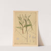 Medicinal Plants Pl.028 (1892) by Charles Frederick Millspaugh
