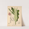 Medicinal Plants Pl.029 (1892) by Charles Frederick Millspaugh
