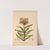 Medicinal Plants Pl.030 (1892) by Charles Frederick Millspaugh