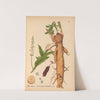 Medicinal Plants Pl.035 (1892) by Charles Frederick Millspaugh
