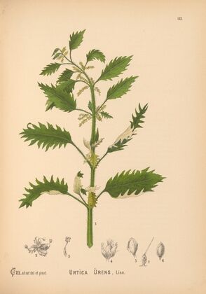 Medicinal Plants Pl.050