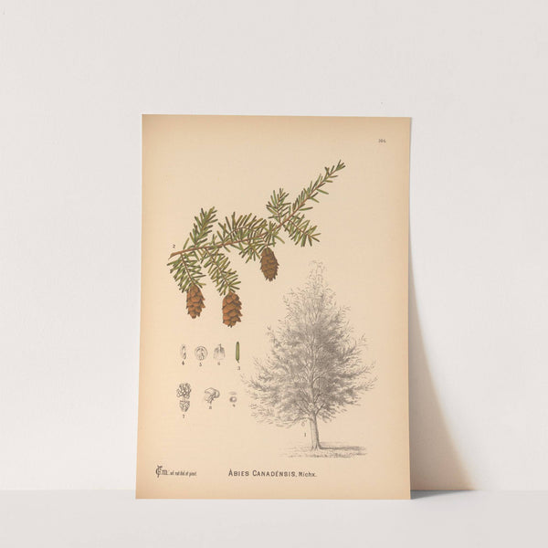 Medicinal Plants Pl.062 by Charles Frederick Millspaugh