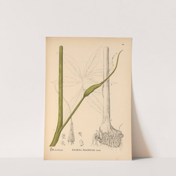 Medicinal Plants Pl.067 by Charles Frederick Millspaugh