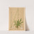 Medicinal Plants Pl.071 by Charles Frederick Millspaugh