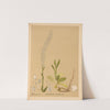 Medicinal Plants Pl.076 by Charles Frederick Millspaugh