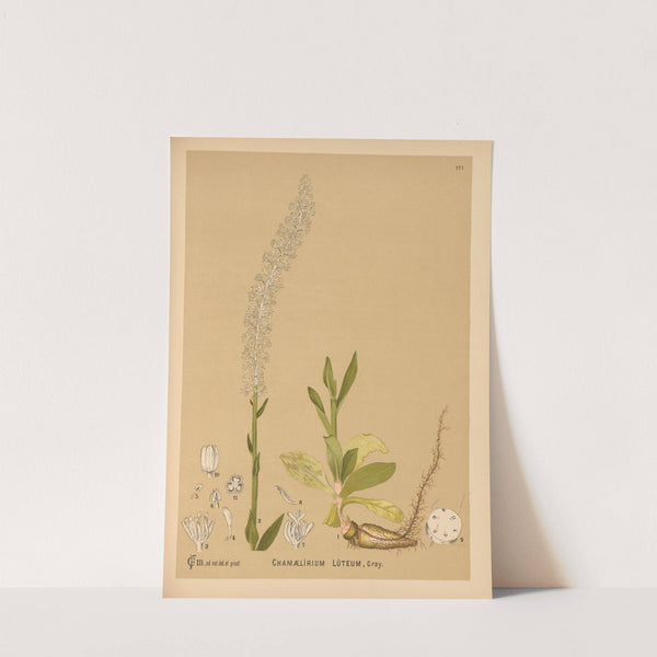Medicinal Plants Pl.076 by Charles Frederick Millspaugh