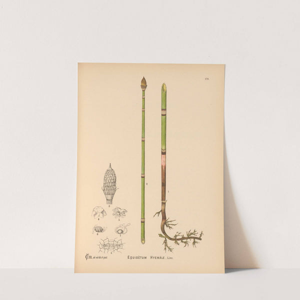 Medicinal Plants Pl.079 by Charles Frederick Millspaugh