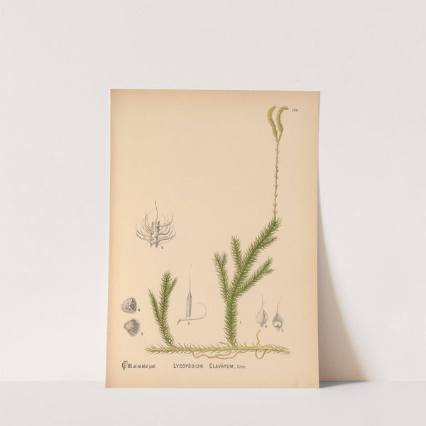 Medicinal Plants Pl.080 by Charles Frederick Millspaugh