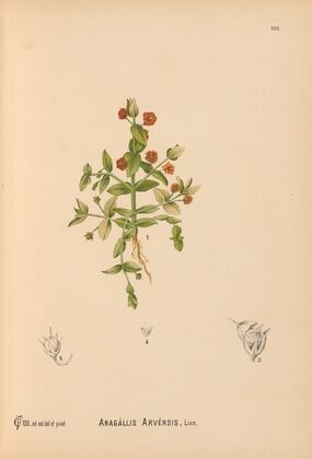 Medicinal Plants Pl.081