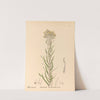 Medicinal Plants Pl.083 by Charles Frederick Millspaugh