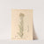 Medicinal Plants Pl.083 by Charles Frederick Millspaugh