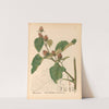 Medicinal Plants Pl.086 by Charles Frederick Millspaugh