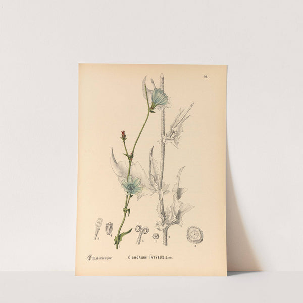 Medicinal Plants Pl.087 by Charles Frederick Millspaugh